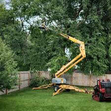 Best Tree Trimming and Pruning  in Forestville, OH