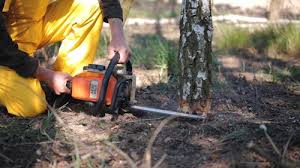 How Our Tree Care Process Works  in Forestville, OH