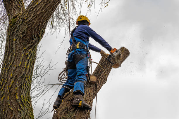 Reliable Forestville, OH Tree Services Solutions