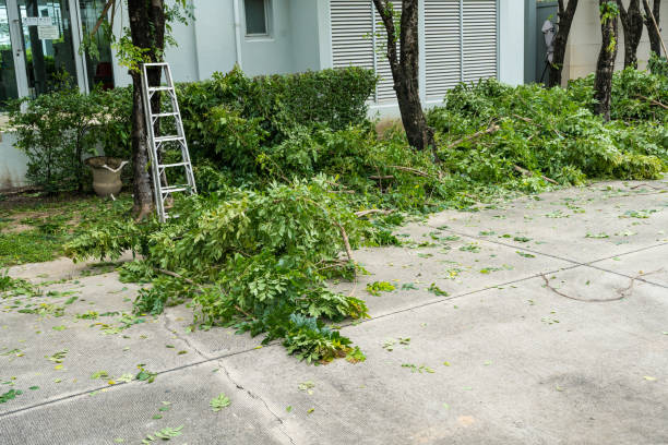 Best Lawn Dethatching  in Forestville, OH