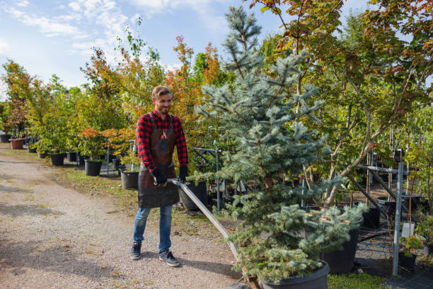 Best Tree Removal  in Forestville, OH